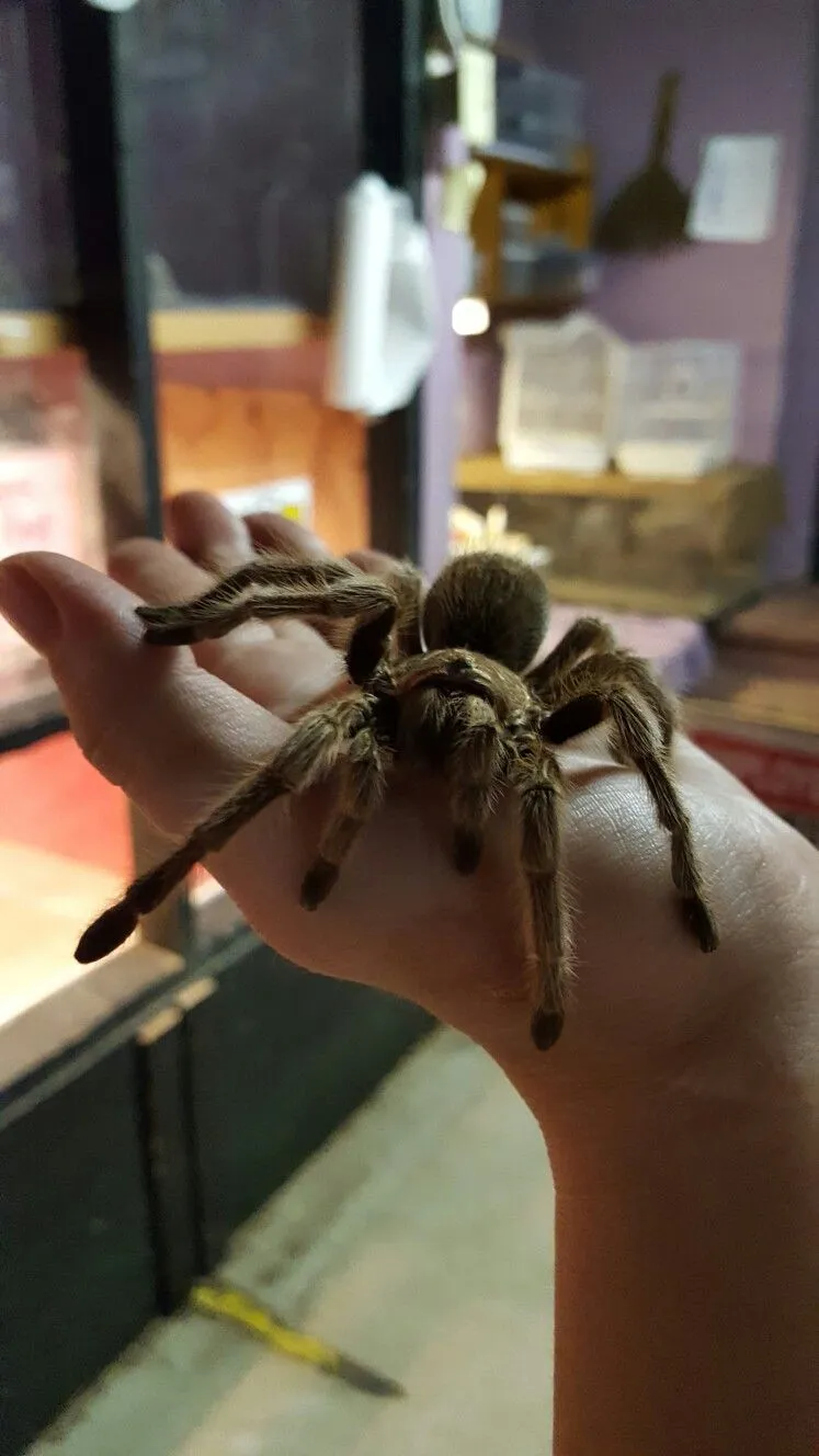 /img/21106-healthy-molting-tarantula.webp