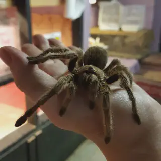/img/21106-healthy-molting-tarantula.webp
