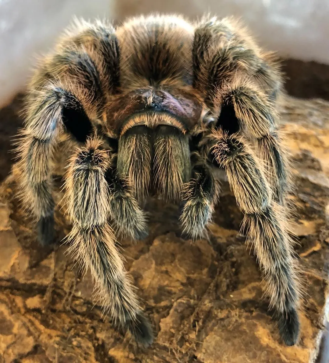 21106 heat lamp tarantula setup