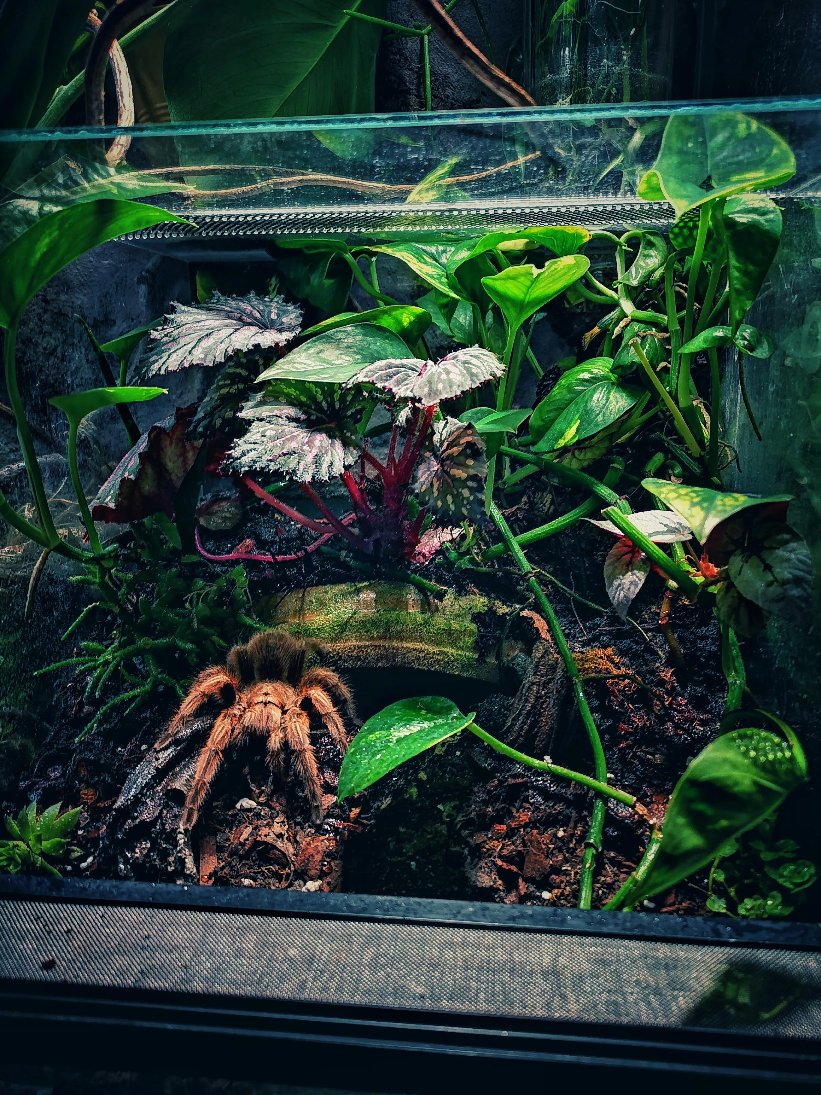 21106 tarantula lethargic behavior