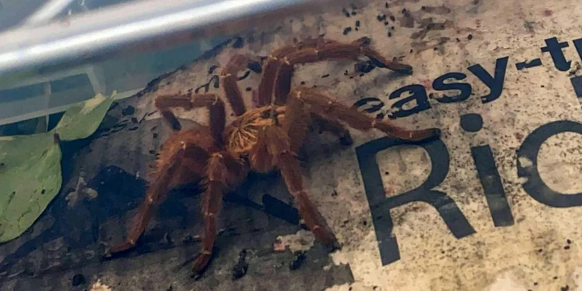 21107 tarantula hunting