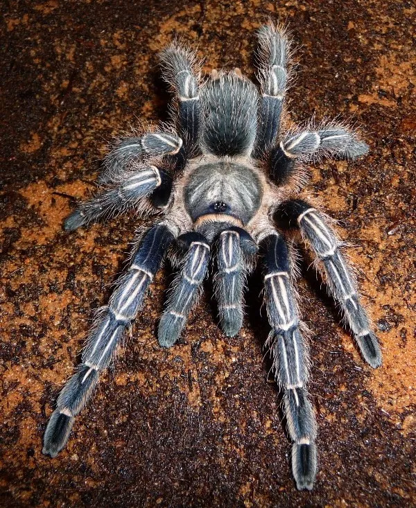 21108 beginner tarantula species 1