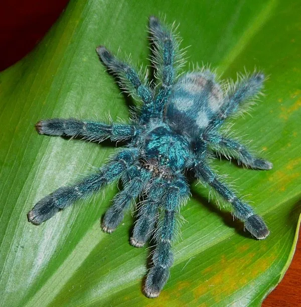 21108 beginner tarantula species 2