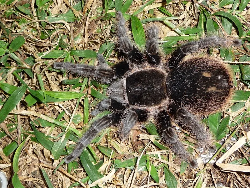 21108 beginner tarantula species 3