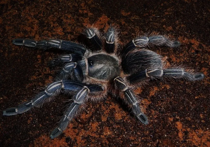 21108 beginner tarantula species 4