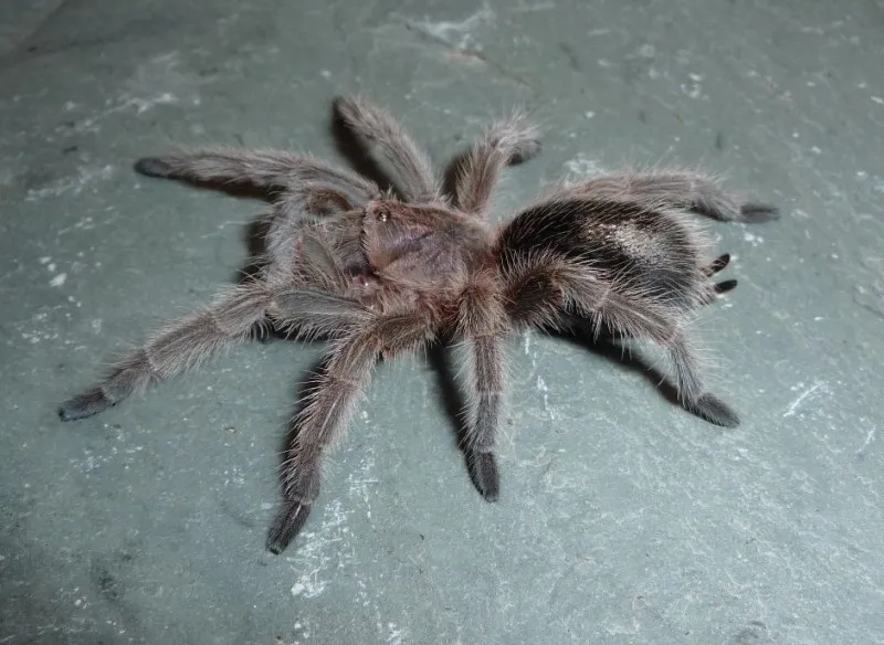 21108 beginner tarantula species 5