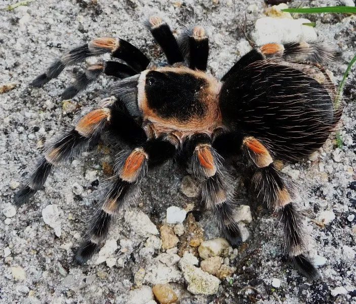 21108 beginner tarantula species 6