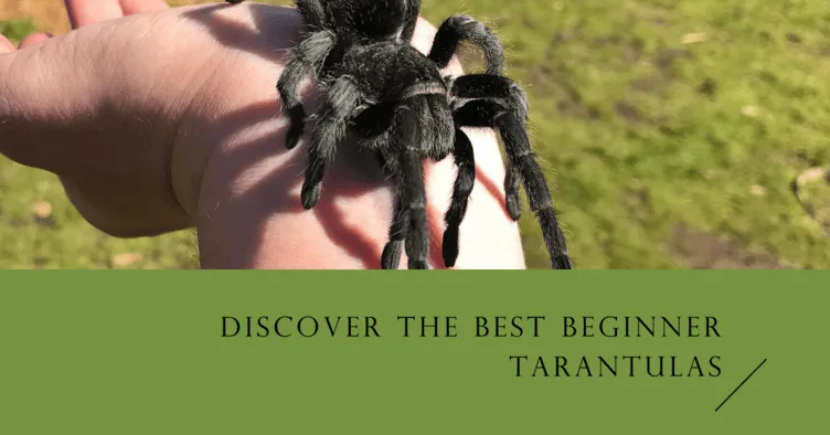 /img/21108-beginner-tarantula-species-8.webp