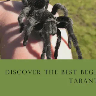 /img/21108-beginner-tarantula-species-8.webp