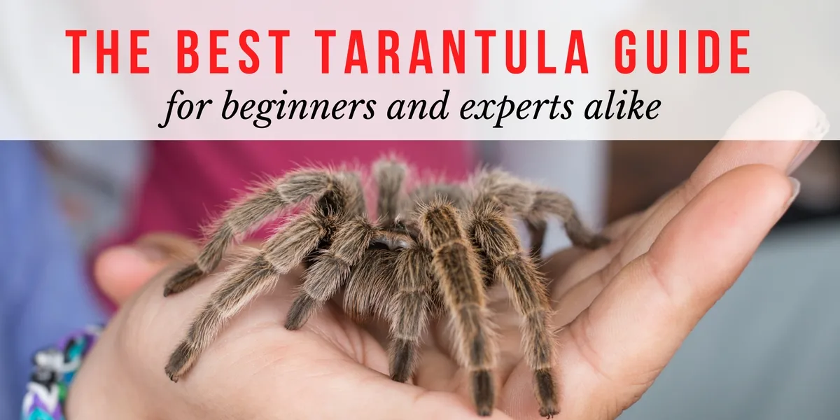 21109 chilean rose hair tarantula