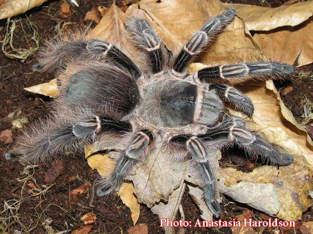 21109 curly hair tarantula