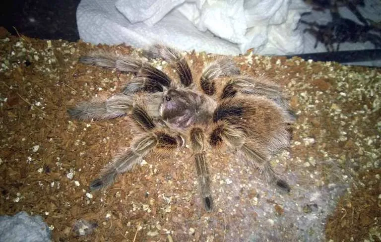 21109 g pulchra tarantula