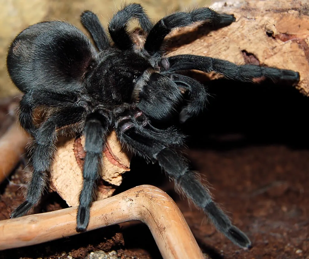 21109 pinktoe tarantula