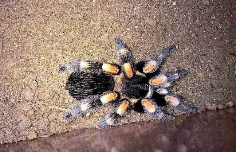 /img/21109-tarantula-enclosure.webp