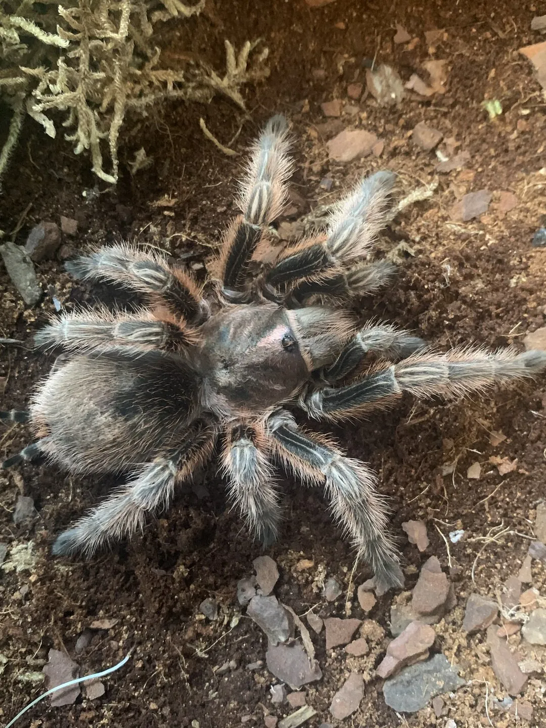 /img/21110-rosea-rcf-tarantula-breeding.webp