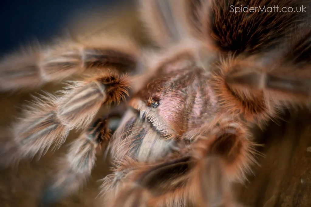 21110 rosea rcf tarantula feeding