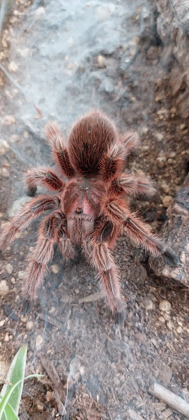 21110 rosea rcf tarantula habitat