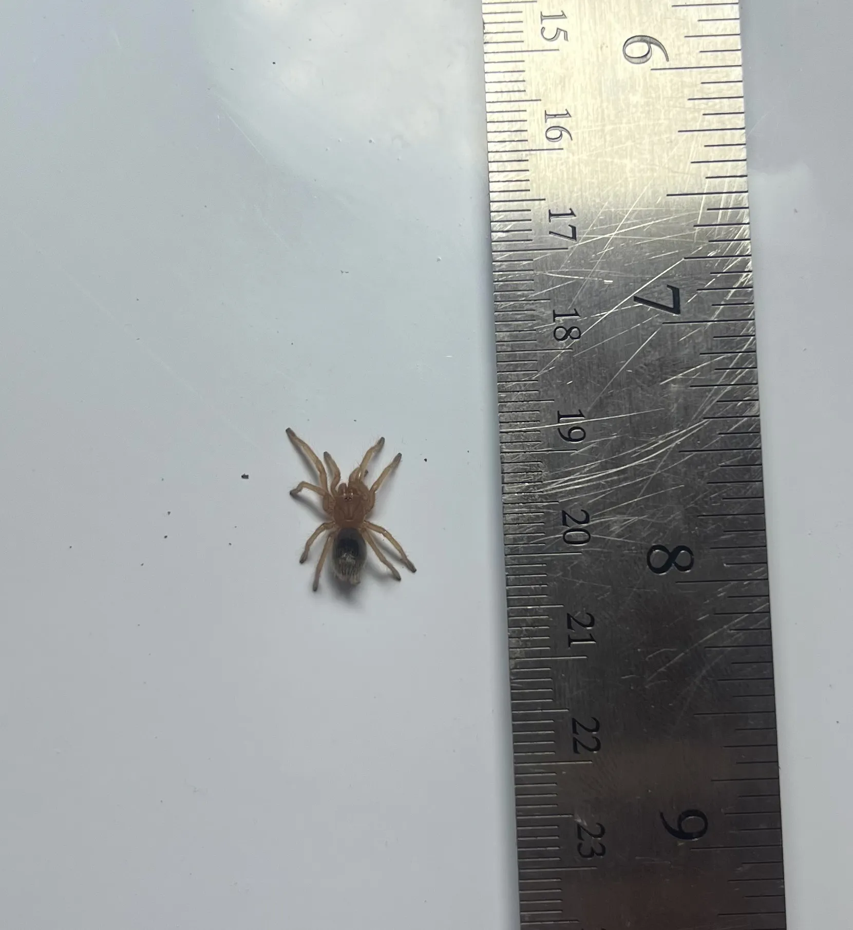 21110 rosea rcf tarantula markings