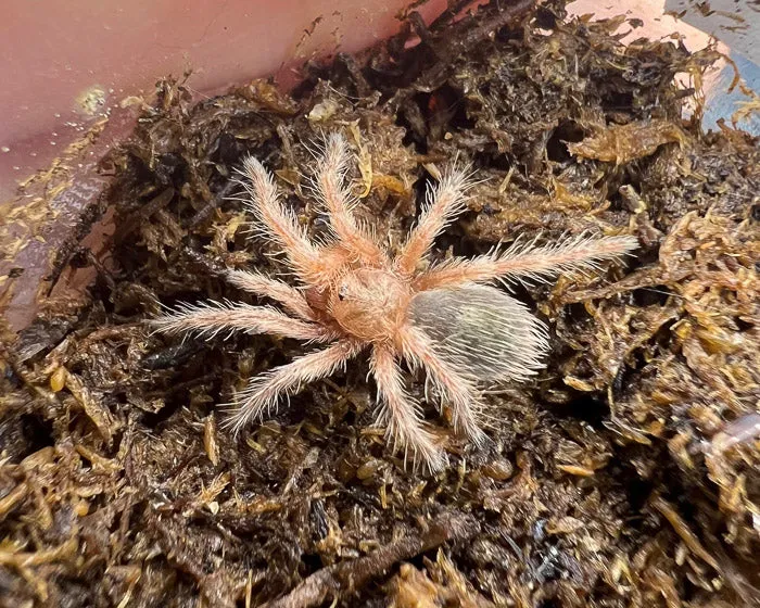 21110 rosea rcf tarantula molting