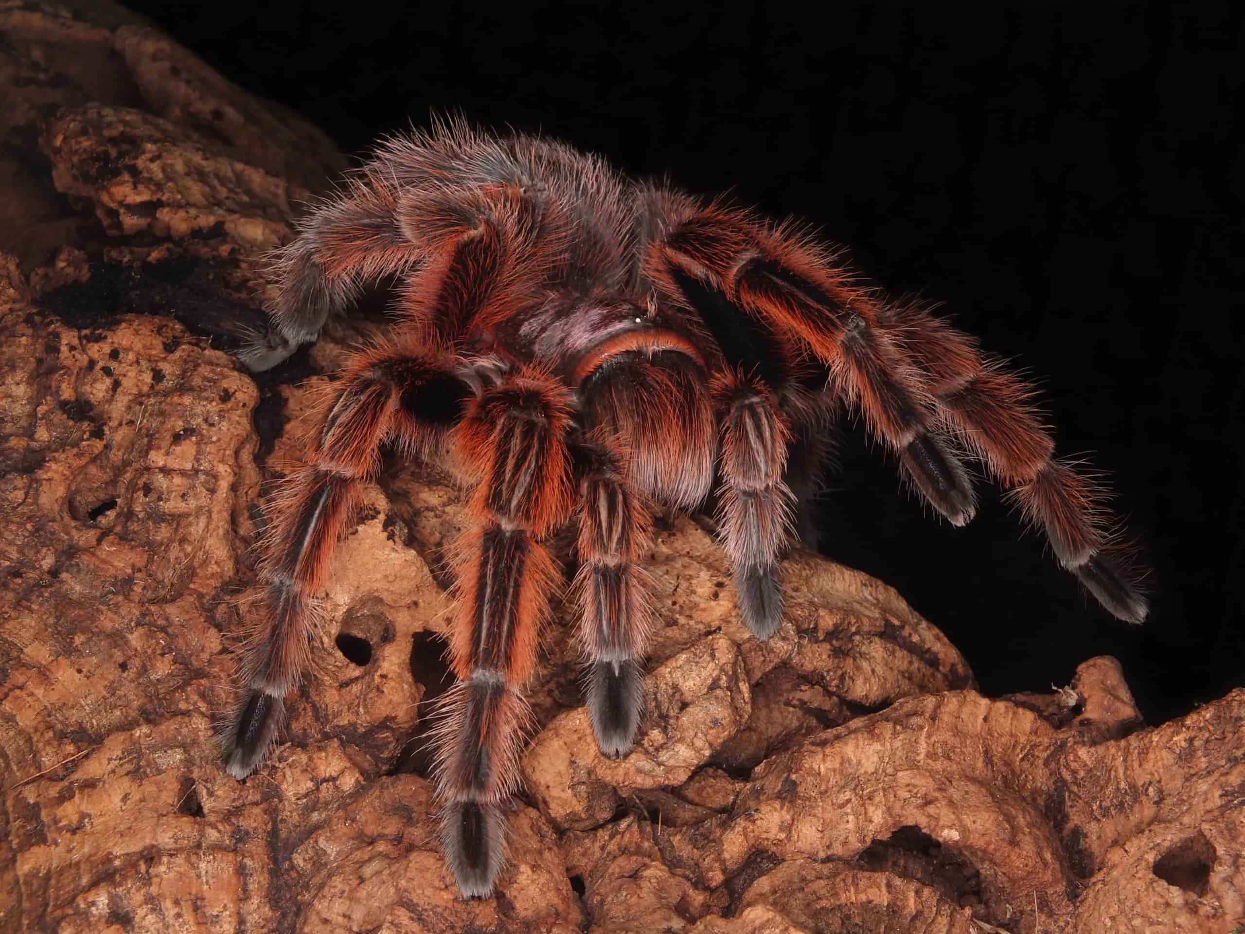 21111 pink hair tarantula behavior