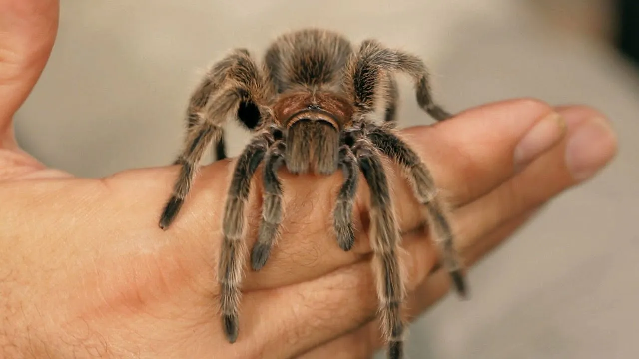 21111 pink hair tarantula close up