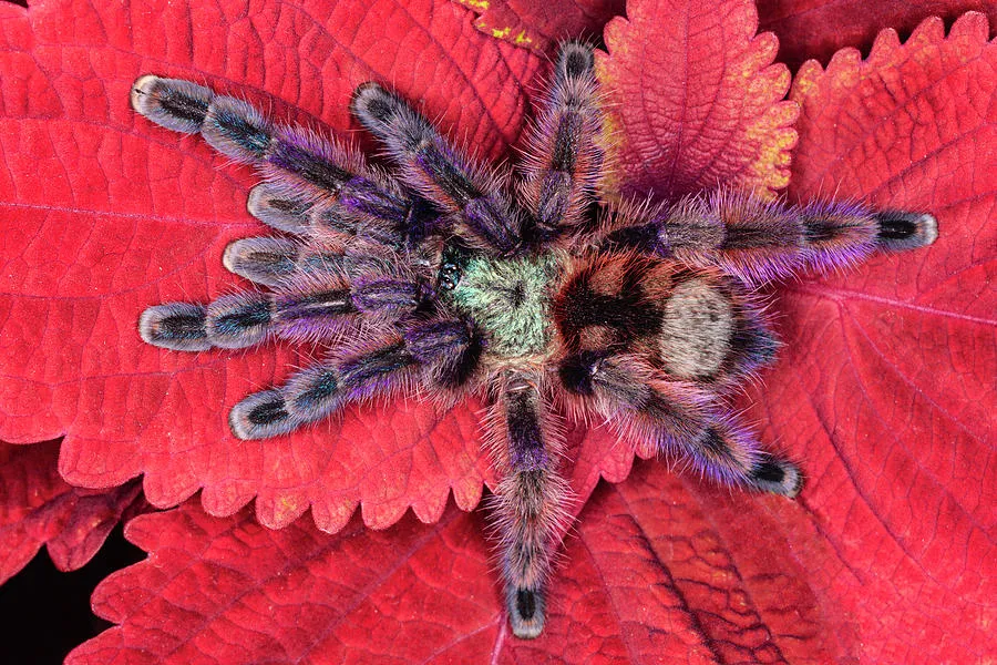 21111 pink hair tarantula conservation