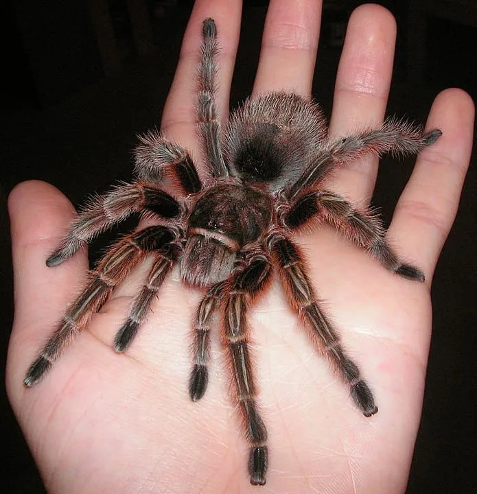 21111 pink hair tarantula habitat