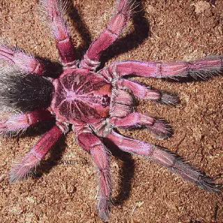 /img/21111-pink-hair-tarantula-handling.webp