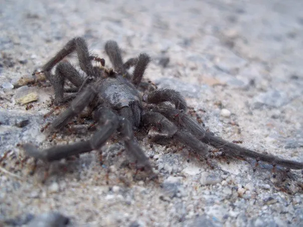 21112 tarantula eating
