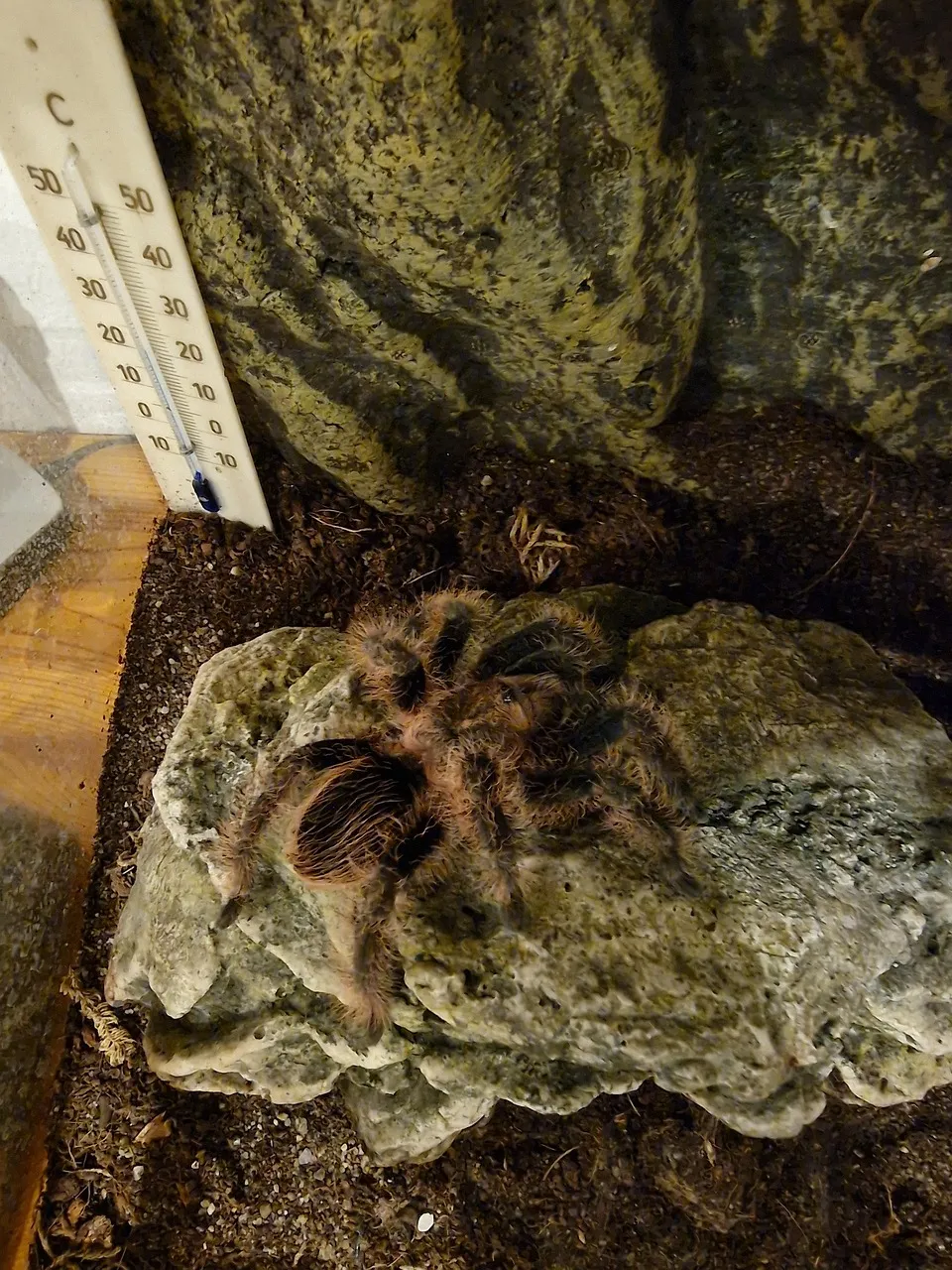 21114 mountain tarantula pet