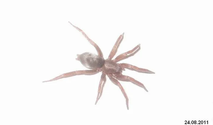 21114 mountain tarantula predators