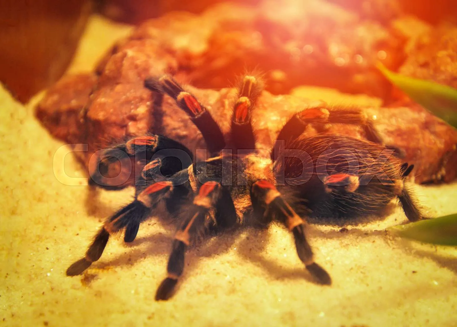 21114 mountain tarantula spider