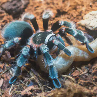 /img/21115-tarantula-feeding-tips.webp