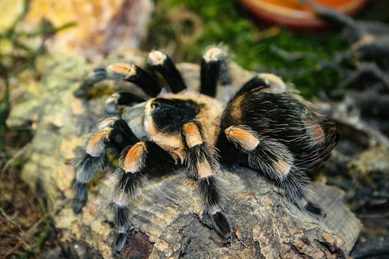 21115 tarantula habitat