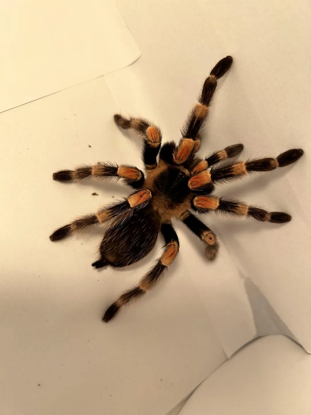 21115 tarantula illness