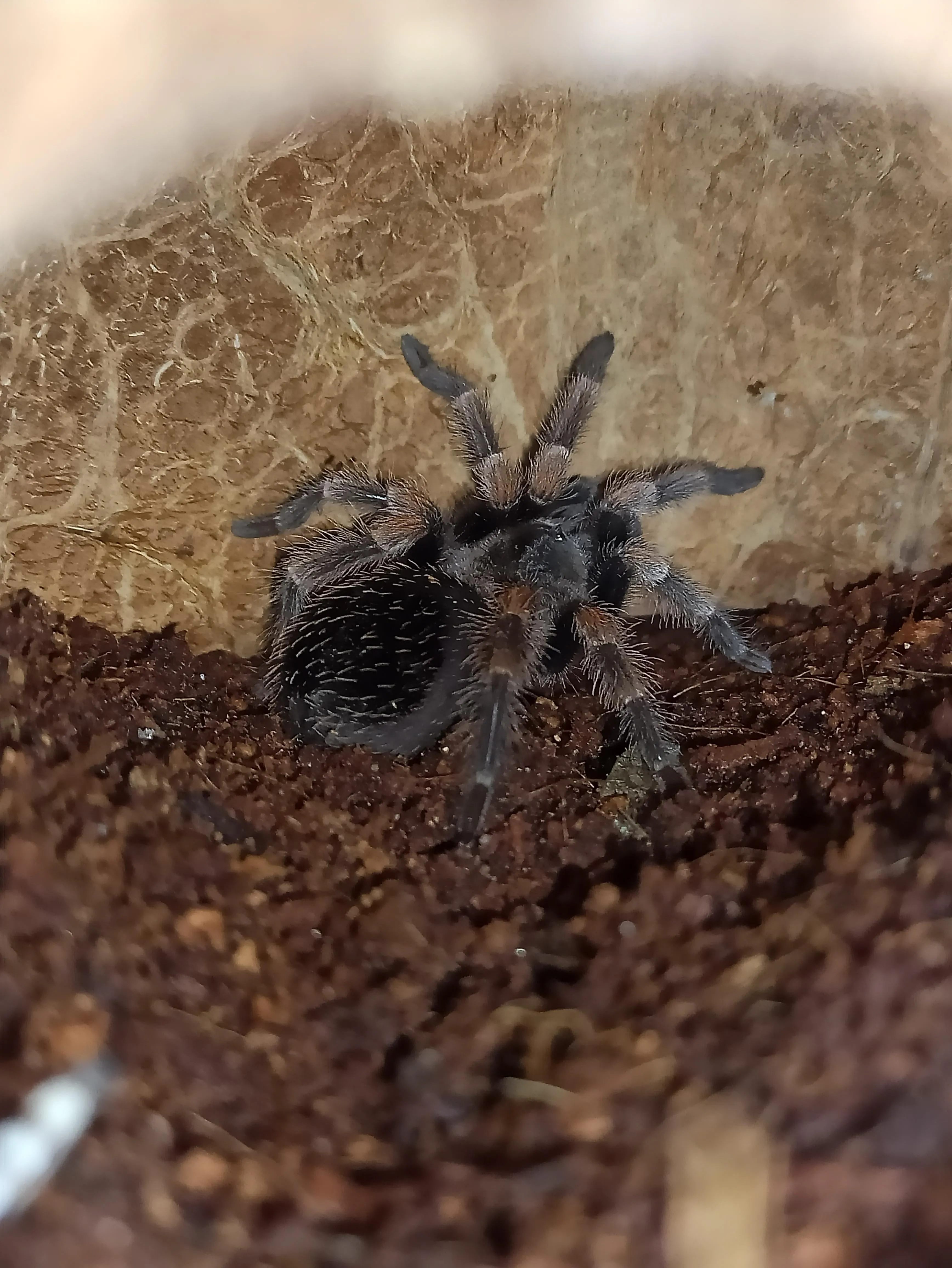 21115 tarantula molting