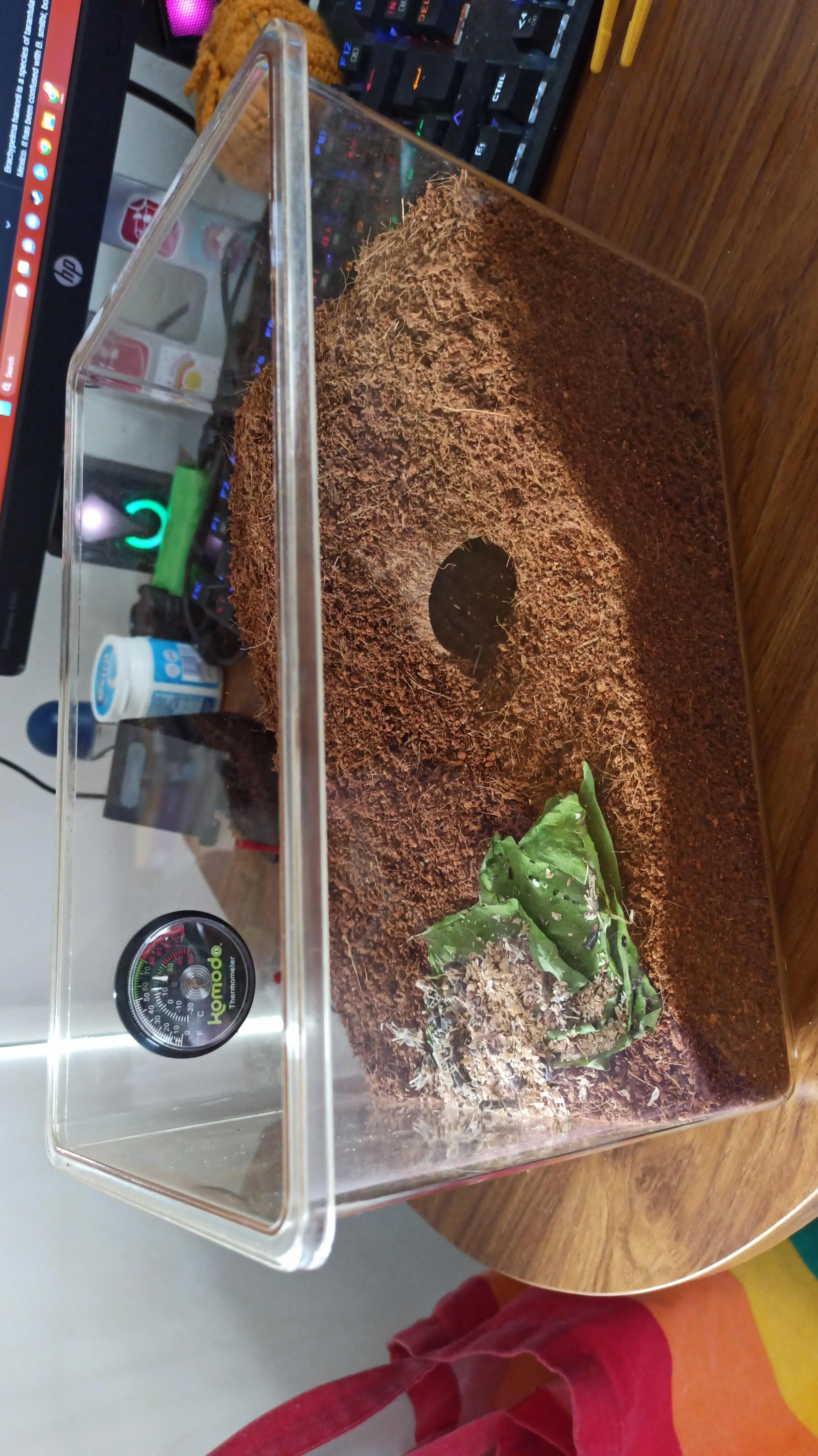 21115 tarantula prey