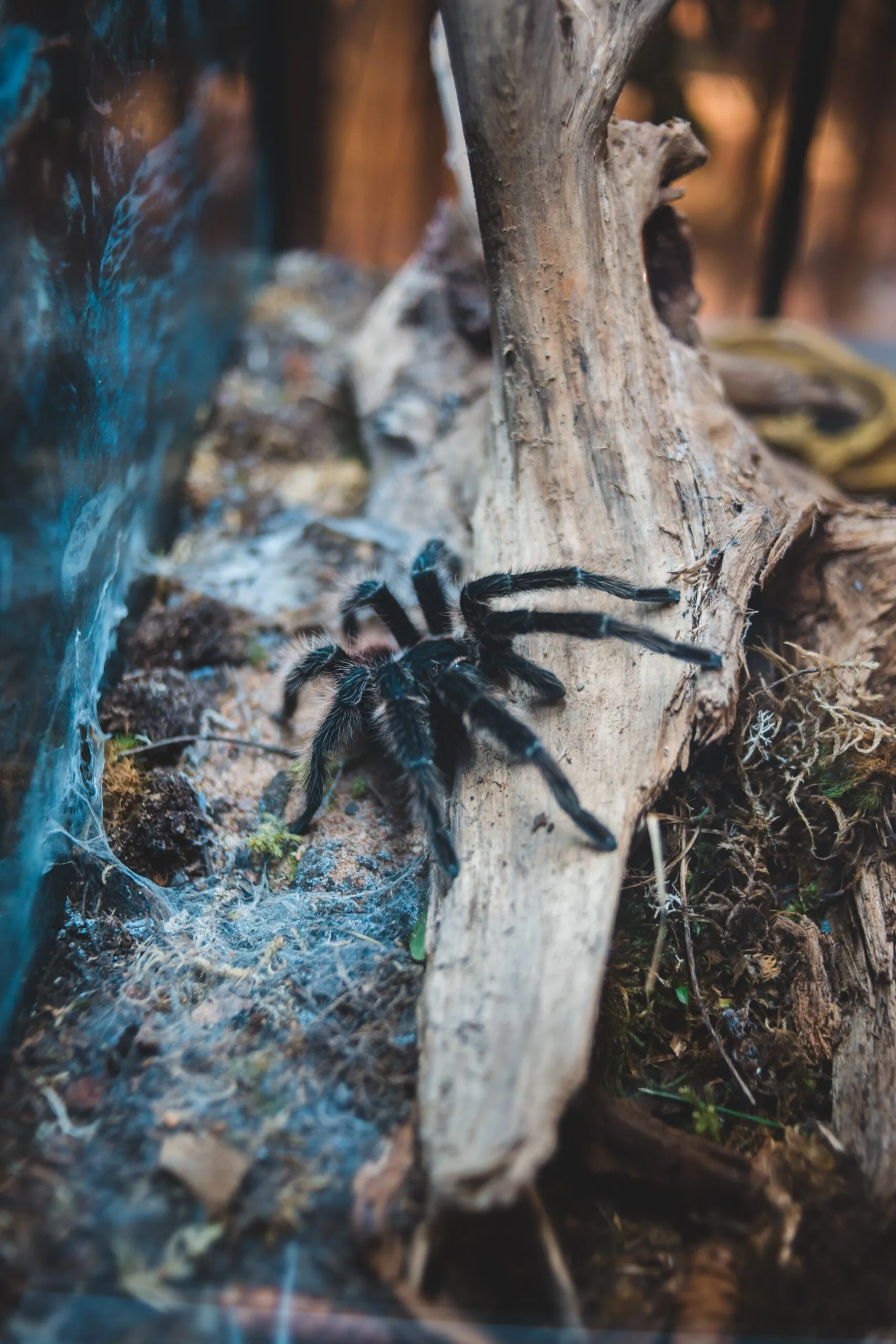 21115 tarantula stress