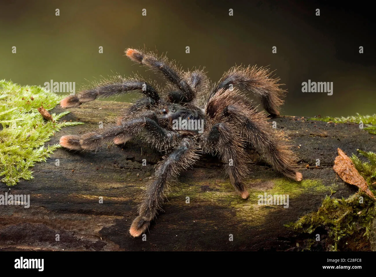21116 measuring tarantula