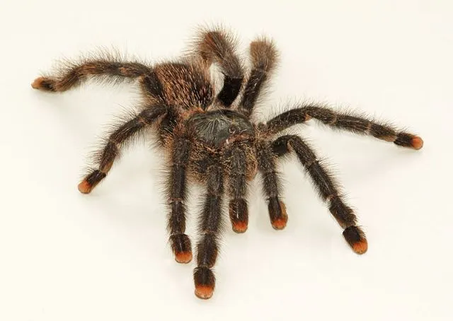 21116 metallic pink toe tarantula adult female