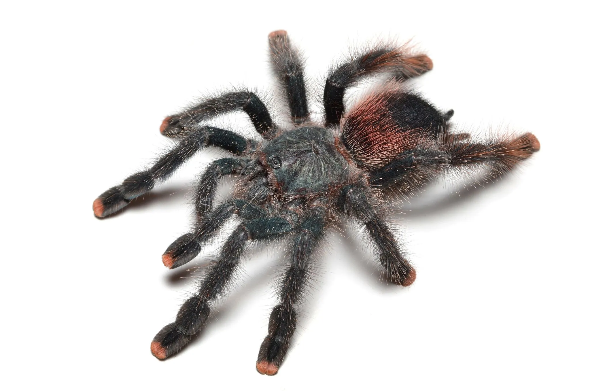 21116 tarantula enclosure size