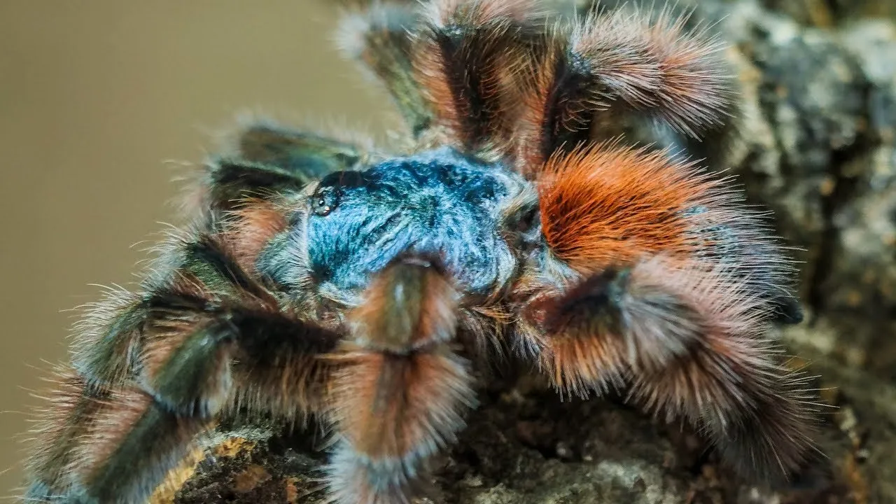 /img/21116-tarantula-feeding.webp