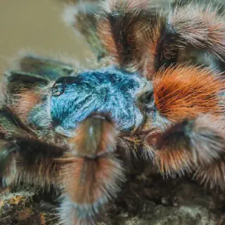 /img/21116-tarantula-feeding.webp
