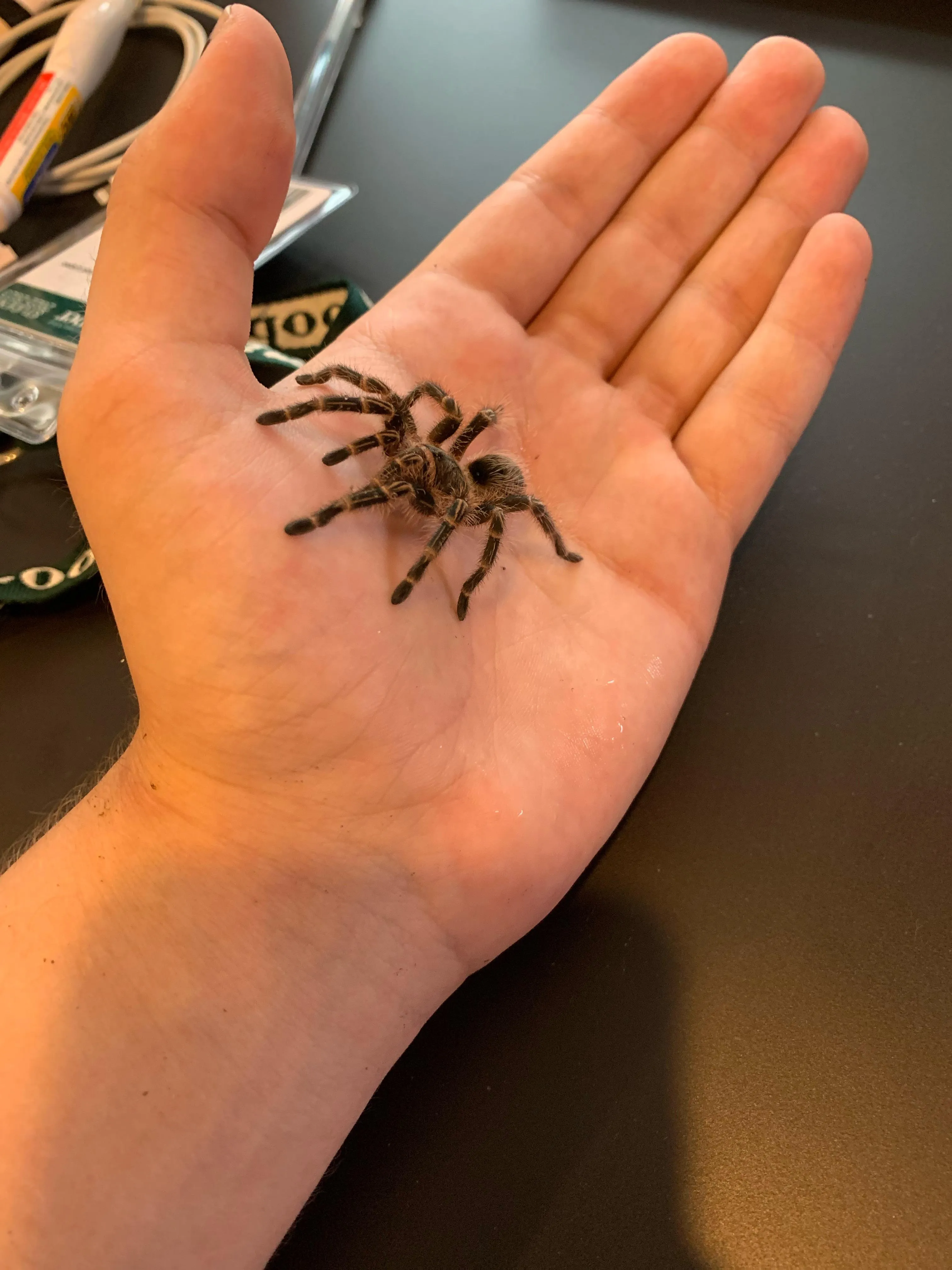 21117 tarantula handling tips