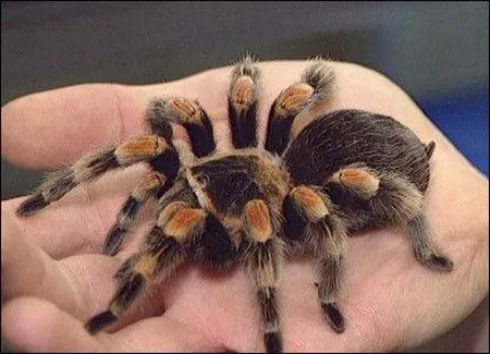 21117 tarantula health care