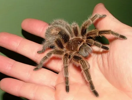 /img/21117-tarantula-longterm-care.webp