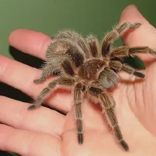 /img/21117-tarantula-longterm-care.webp
