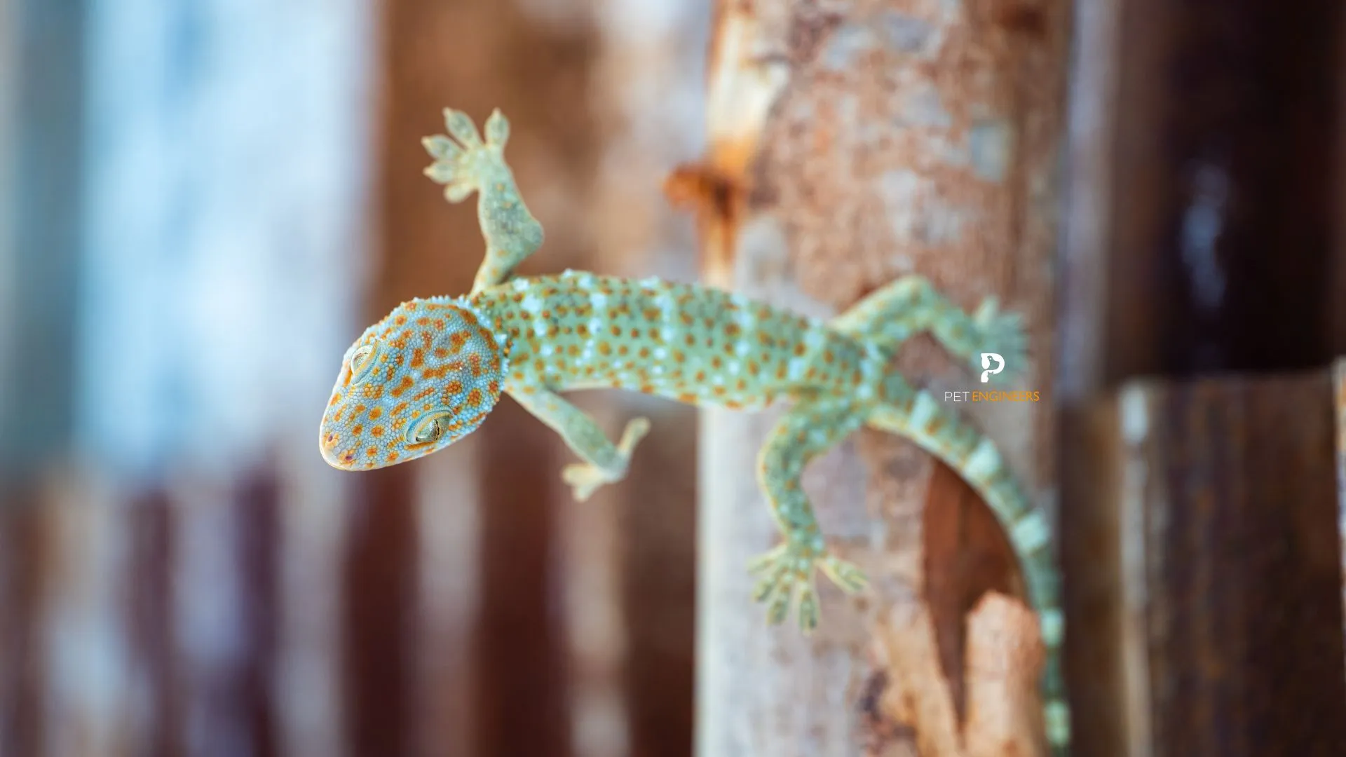 21119 tokay gecko close up