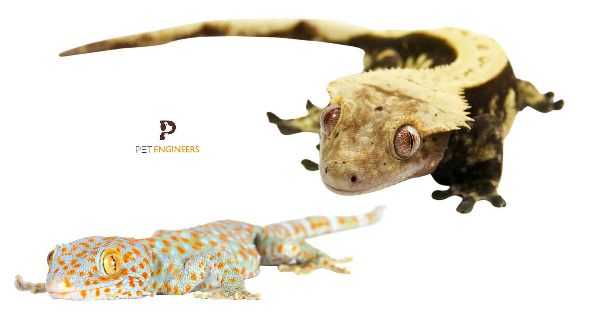 21119 tokay gecko habitat