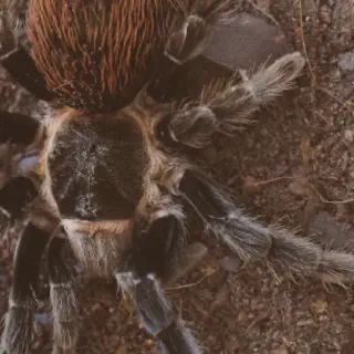 /img/21120-gbb-tarantula-substrate-8.webp